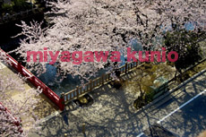 GF6450029  ogaki
